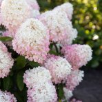 Hortenzia metlinatá (Hydrangea paniculata) ‘LIVING RASPBERRY PINK’® by LIVING CREATIONS® - výška 20-30 cm, kont. C1,5L